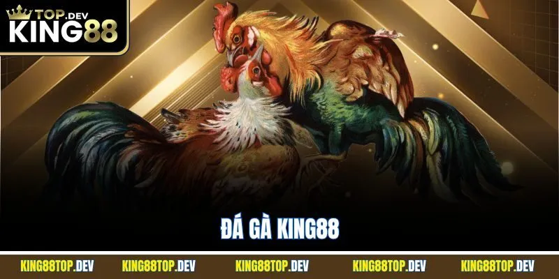 Đá Gà King88 | Sảnh Chọi Kê Huyết Chiến Nảy Lửa 2025