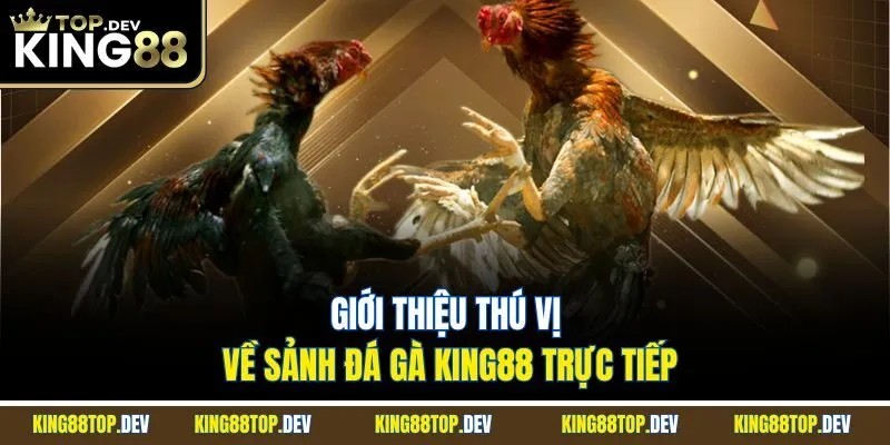 Giới thiệu thú vị về sảnh đá gà King88 trực tiếp